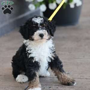 Lyle, Mini Bernedoodle Puppy